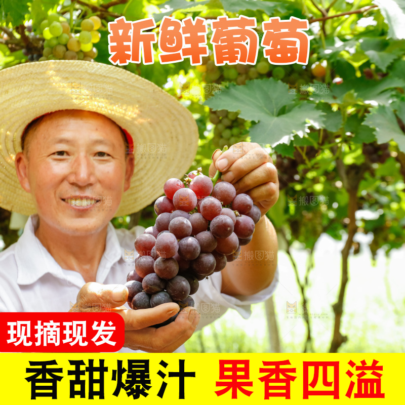 农民手里拿着大串葡萄
