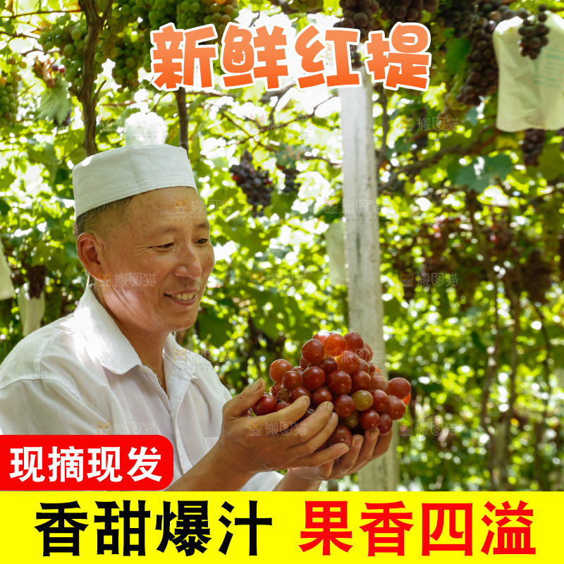 农民手里的大串红提葡萄
