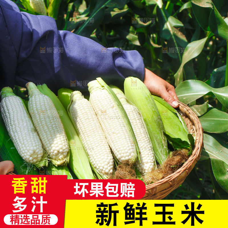 手里拿着一筐漳州牛奶玉米