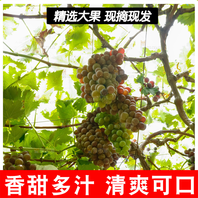 葡萄藤上的大串葡萄