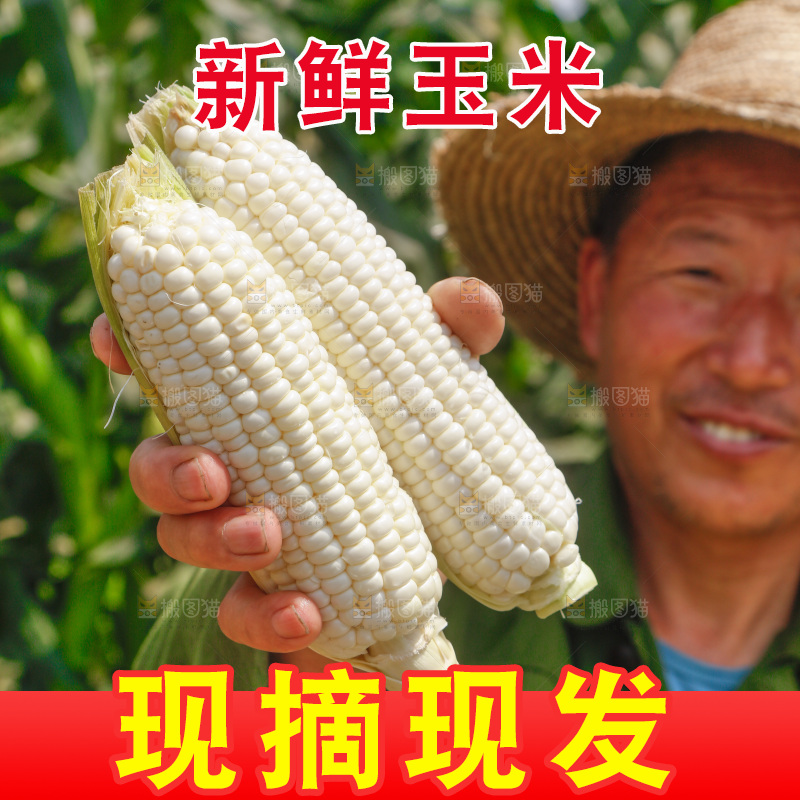 农民手里拿着白糯玉米