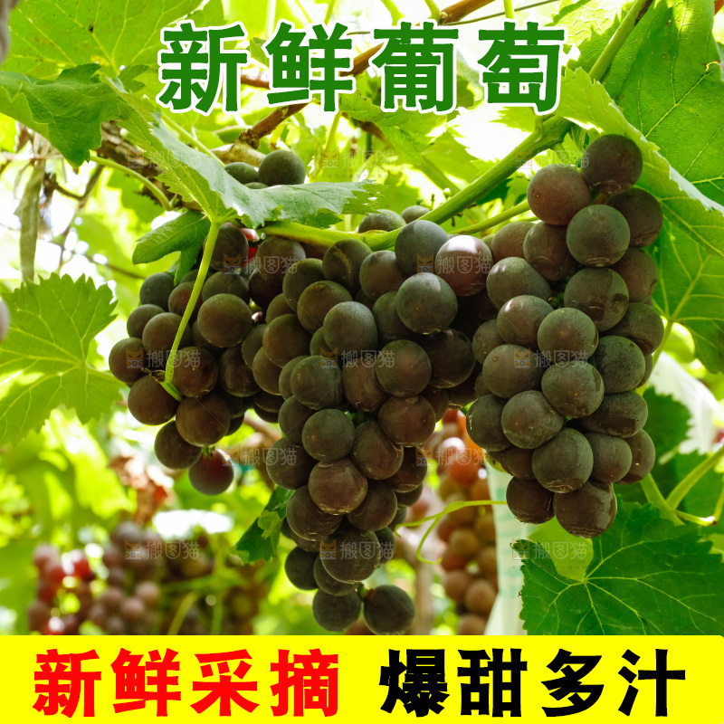 葡萄藤上的大串葡萄