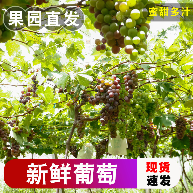 一大片葡萄藤