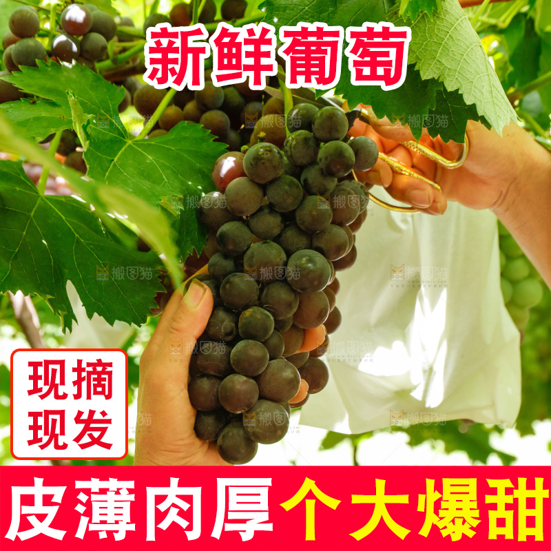 正在采摘紫葡萄
