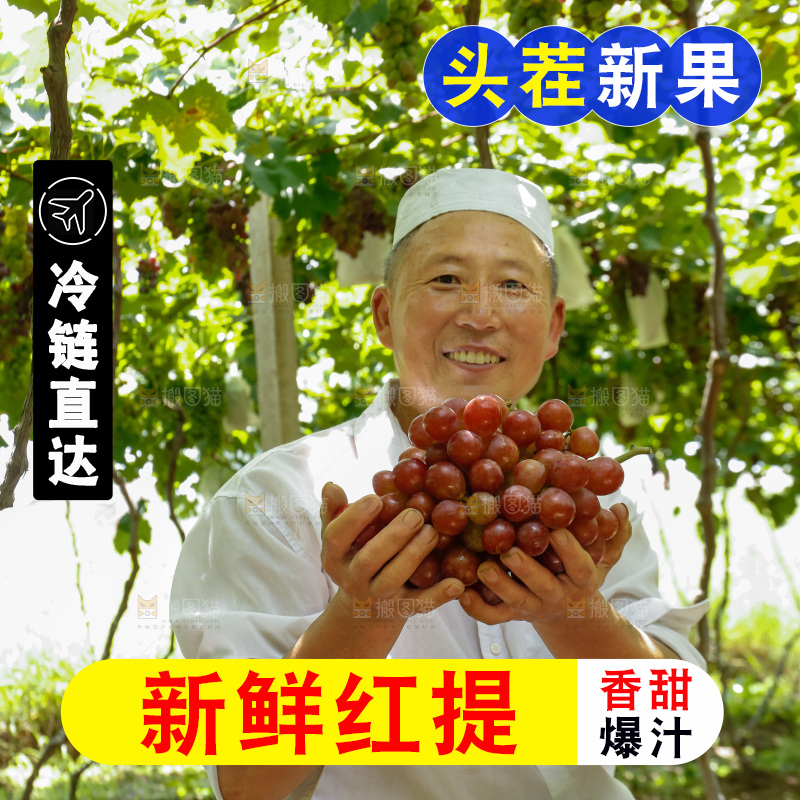 农民手里的大串红提葡萄