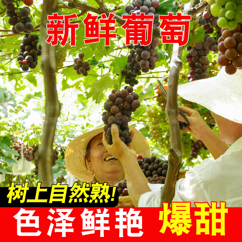 农民正在采摘葡萄