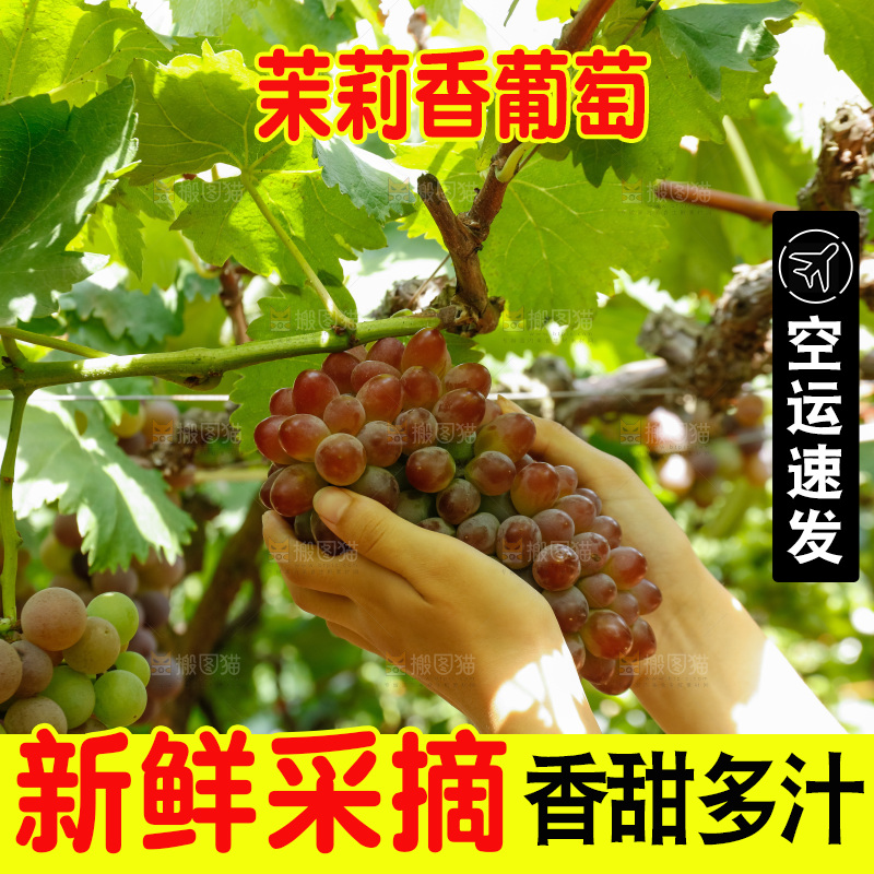 正在采摘茉莉香葡萄