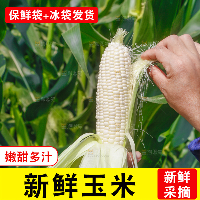 手里拿着白糯玉米
