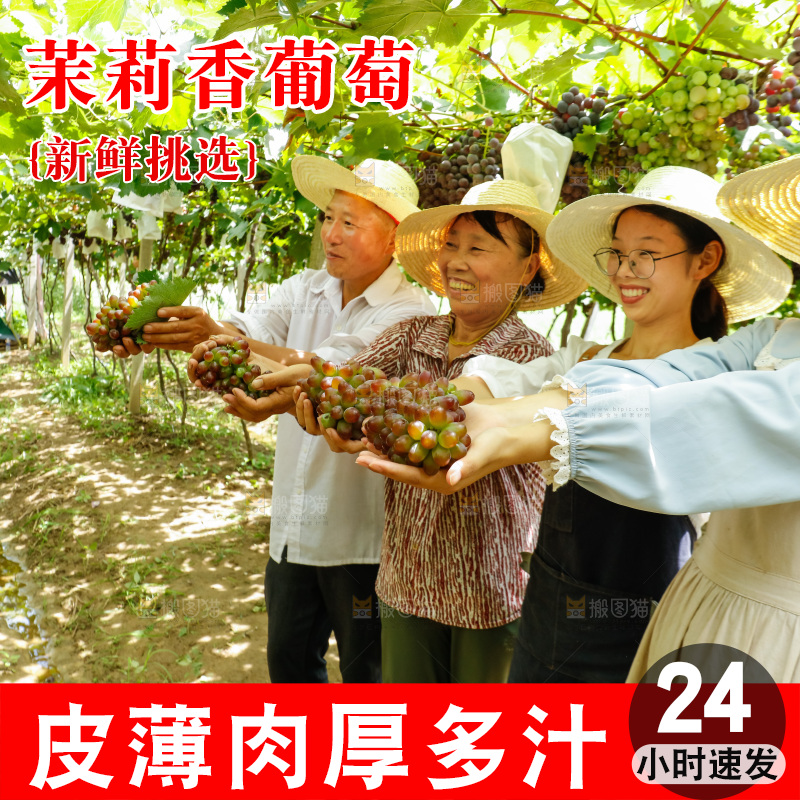 农民手里拿着茉莉香提子