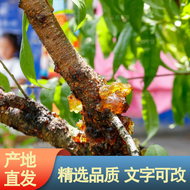 树枝上的桃胶