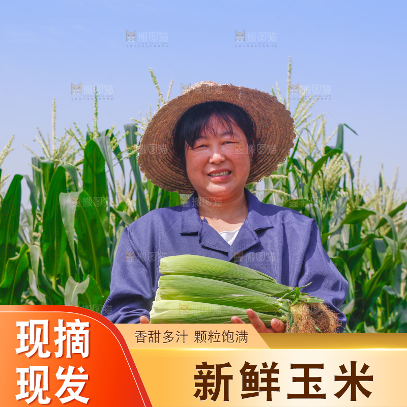 农民手里拿着牛奶玉米