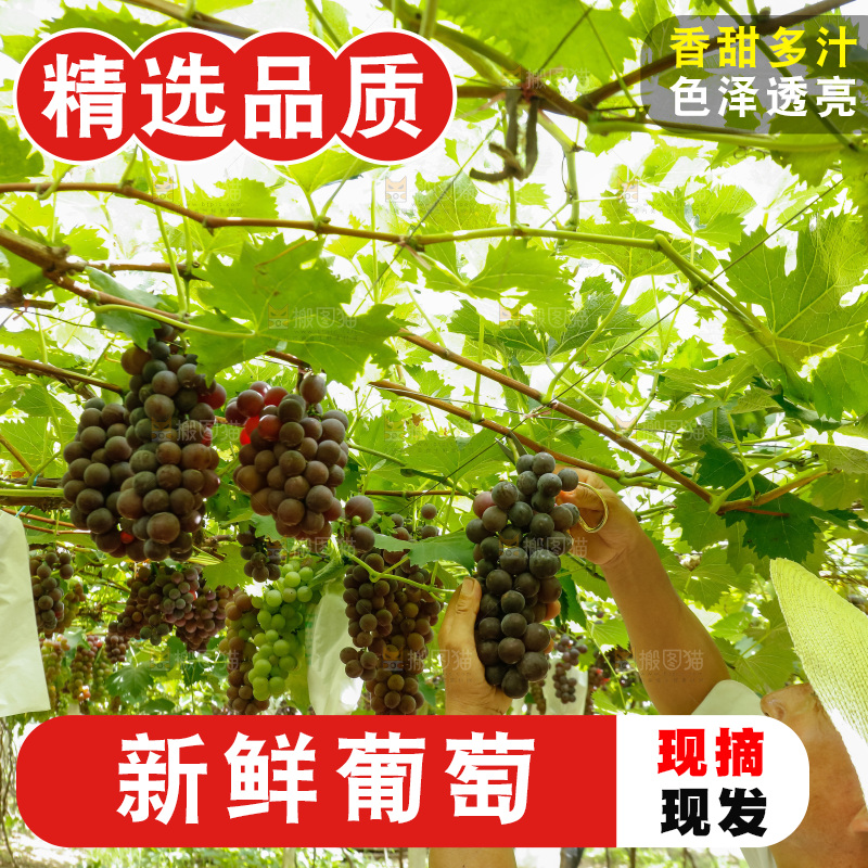 农民正在采摘葡萄