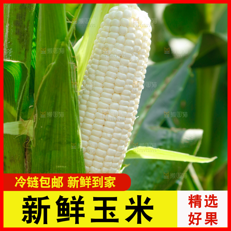 玉米杆上的牛奶玉米
