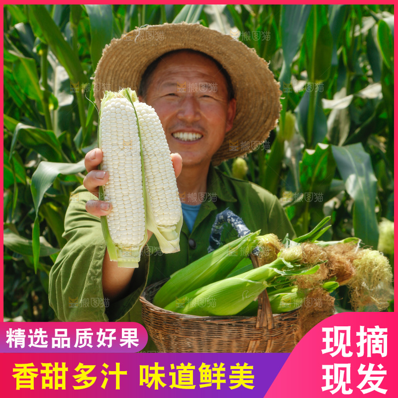 农民手里拿着白玉米