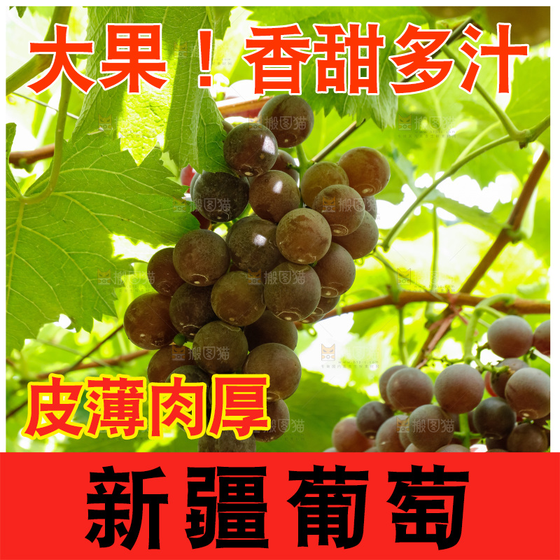 一大片成熟的紫葡萄