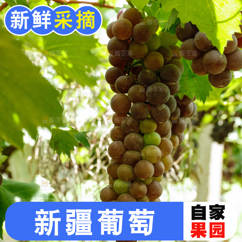 葡萄藤上的大串葡萄