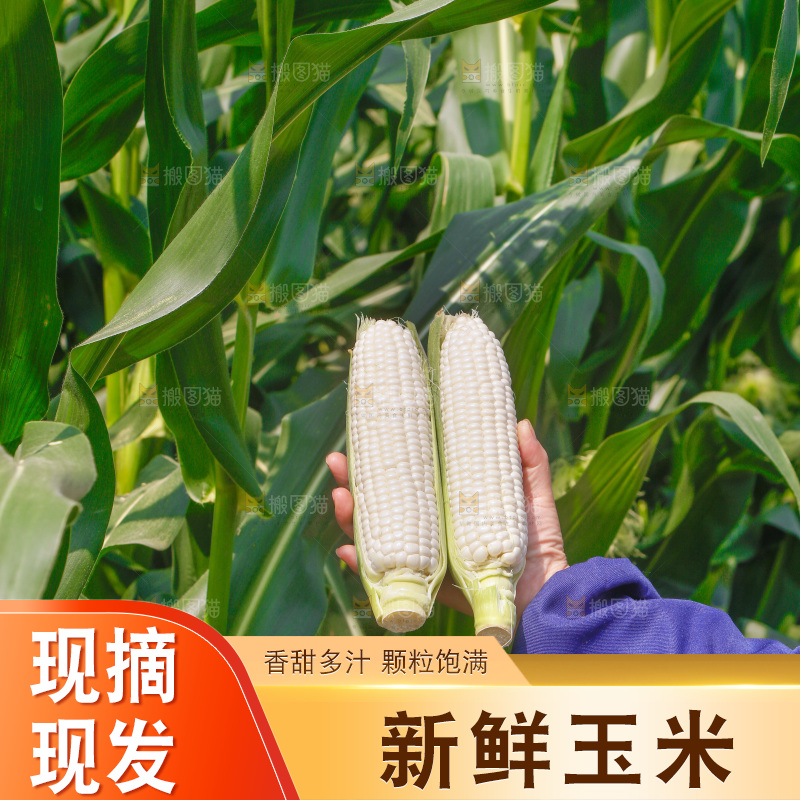 手里拿着白糯玉米