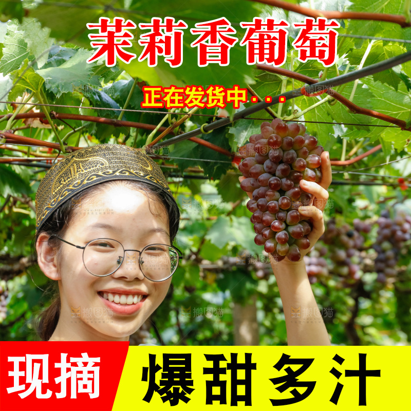 女孩正在采摘茉莉香葡萄