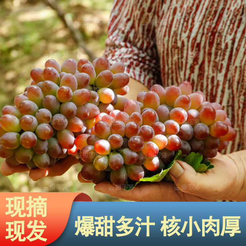 手里拿着茉莉香葡萄