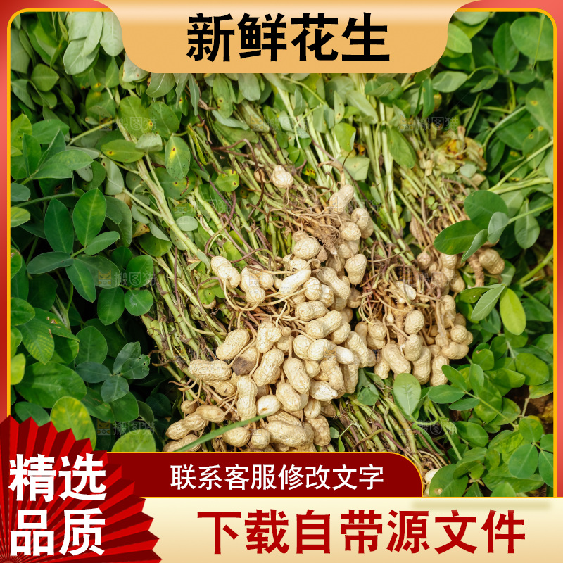 花生地里的新鲜花生
