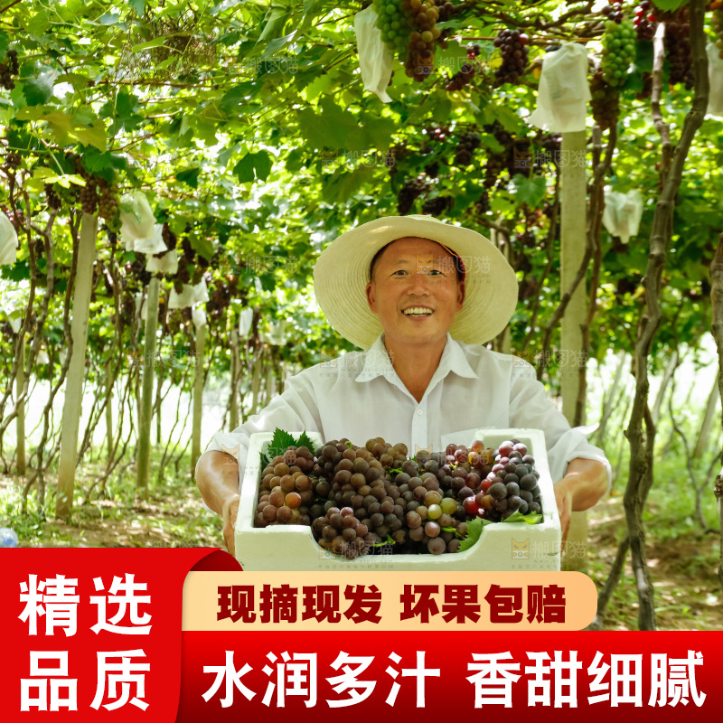 农民拿着一箱葡萄