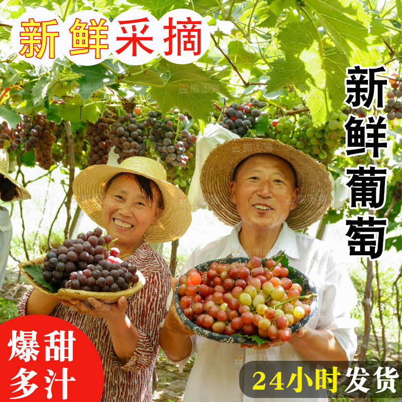 农民手里拿着现摘葡萄