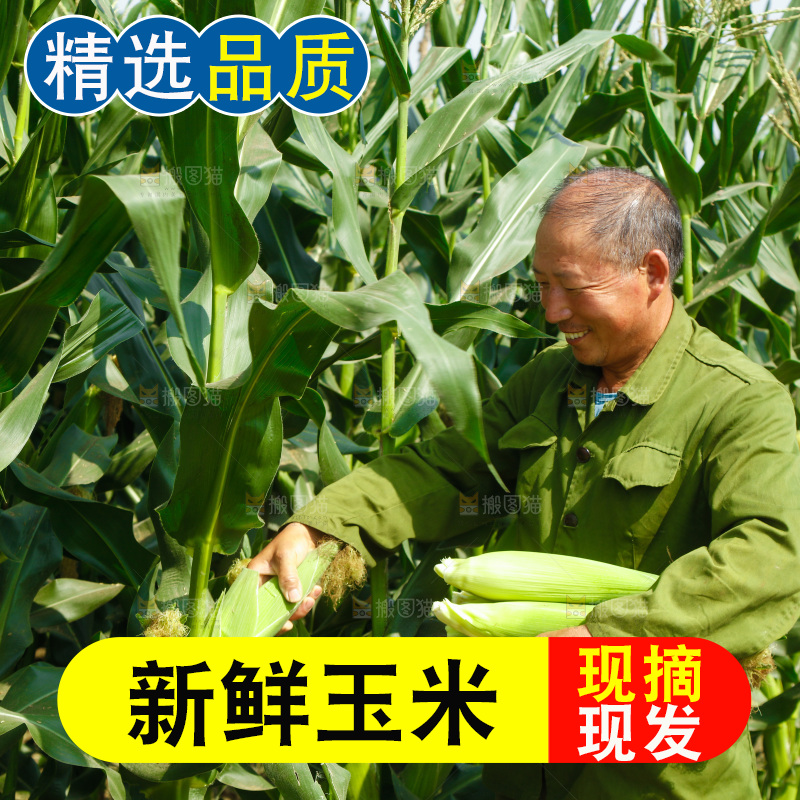 农民正在采摘新鲜玉米