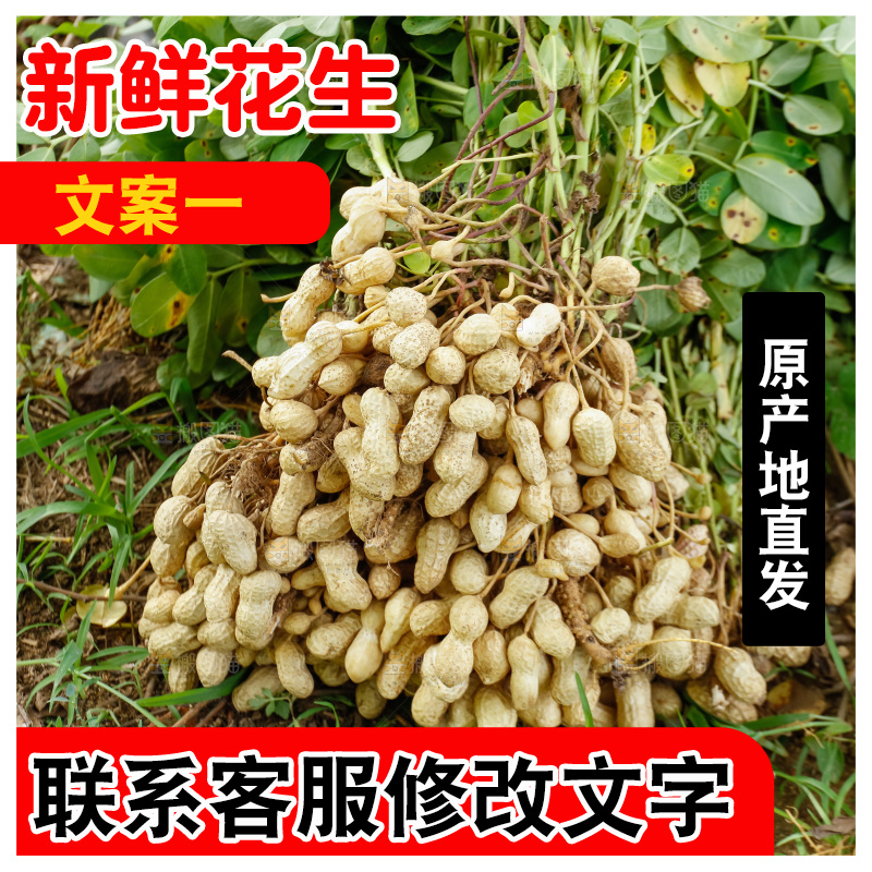 地里的现挖花生