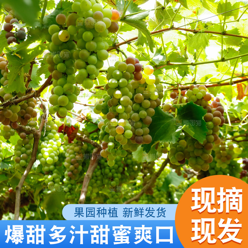 一大片葡萄藤