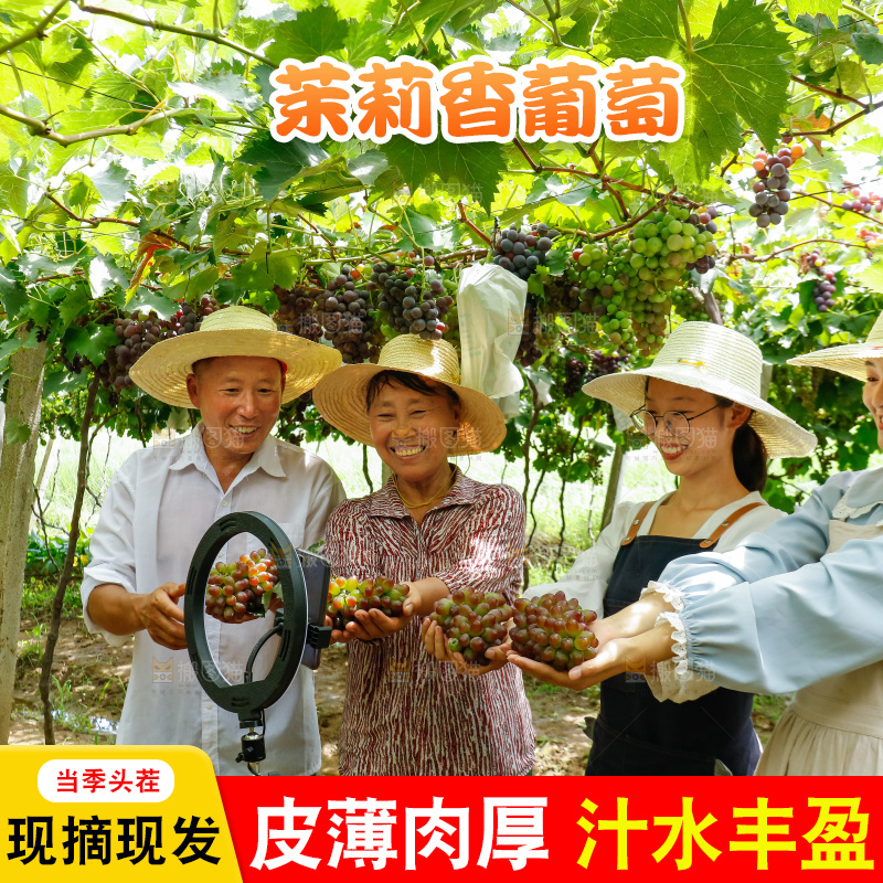 农民手里拿着茉莉香提子
