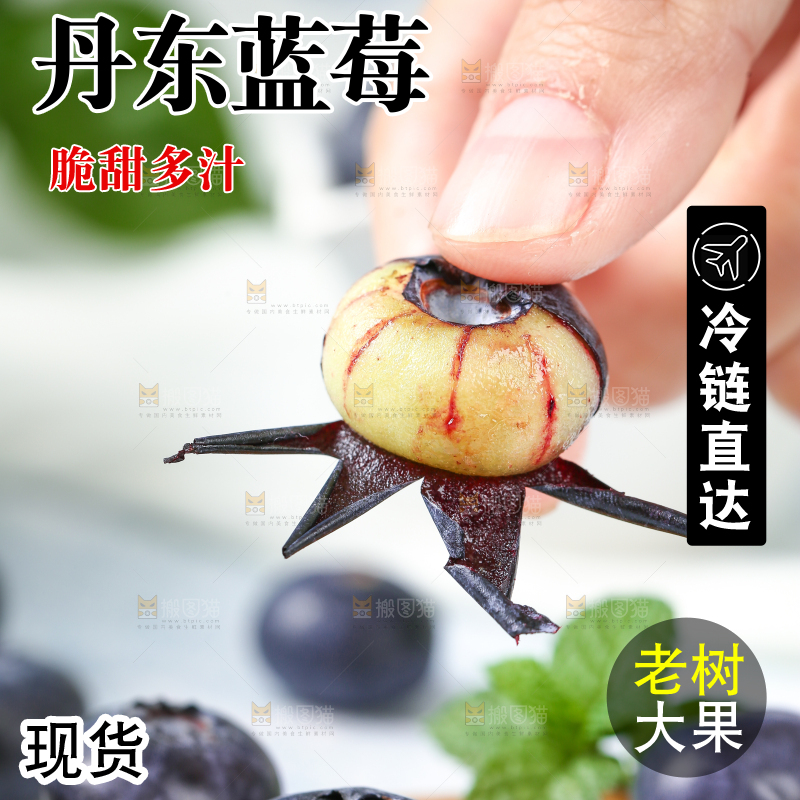 手里拿着新鲜蓝莓