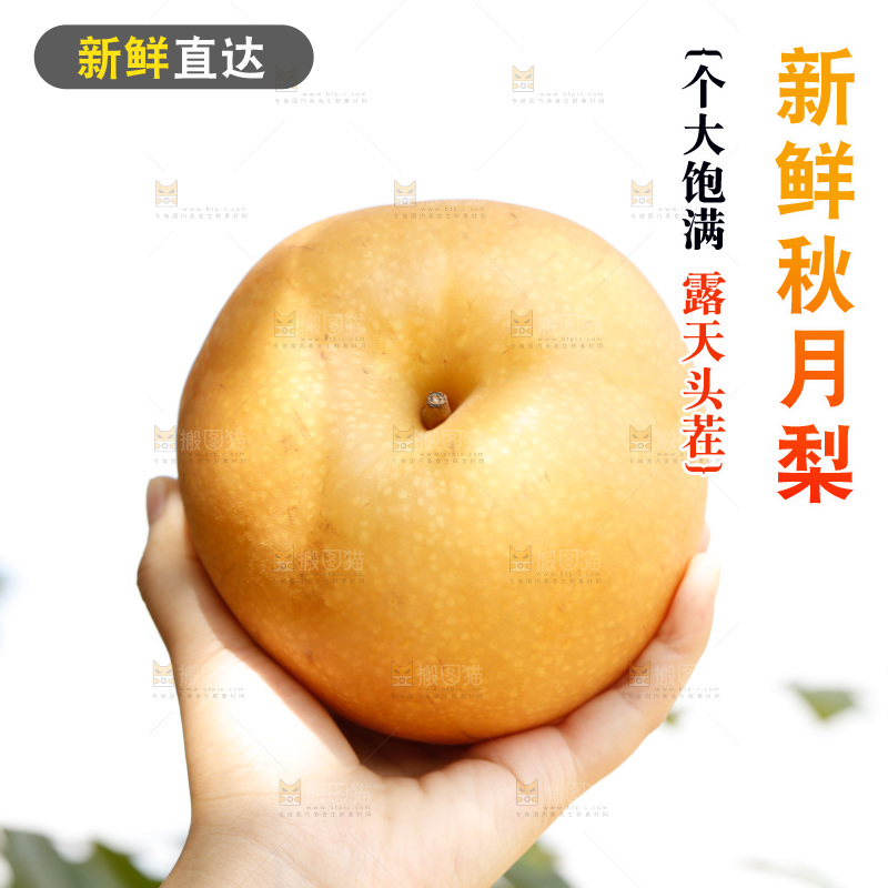 手里拿着新鲜秋月梨