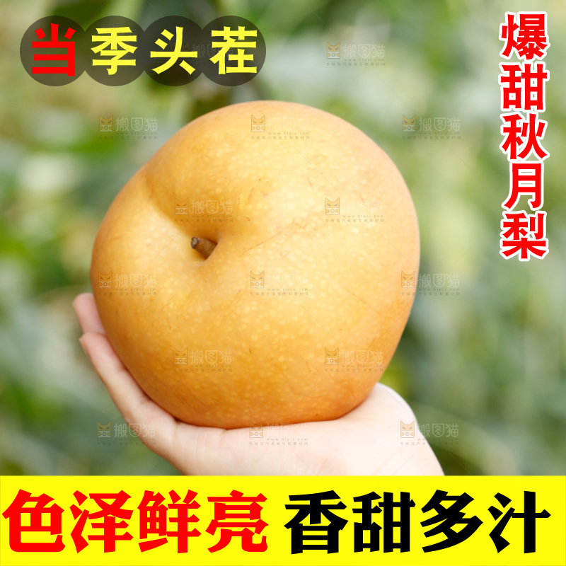 手里拿着莱阳秋月梨