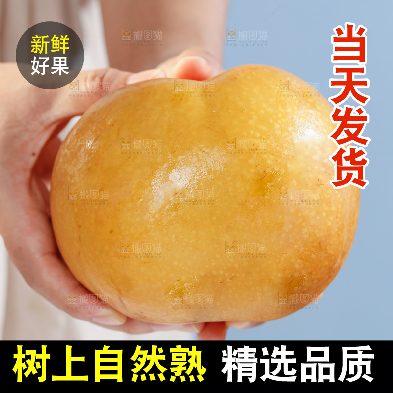 手里拿着莱阳秋月梨