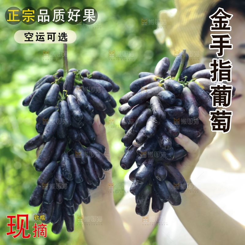 女孩拿着美人指黑提