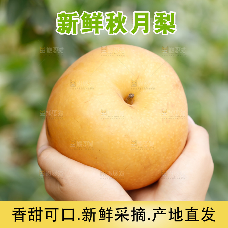 手里拿着莱阳秋月梨