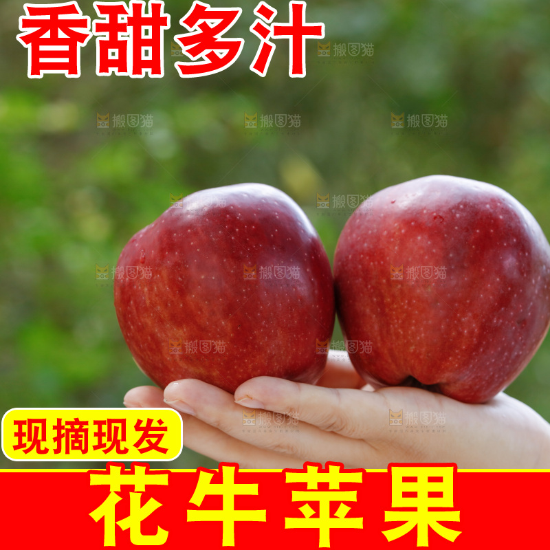 手上放着花牛苹果