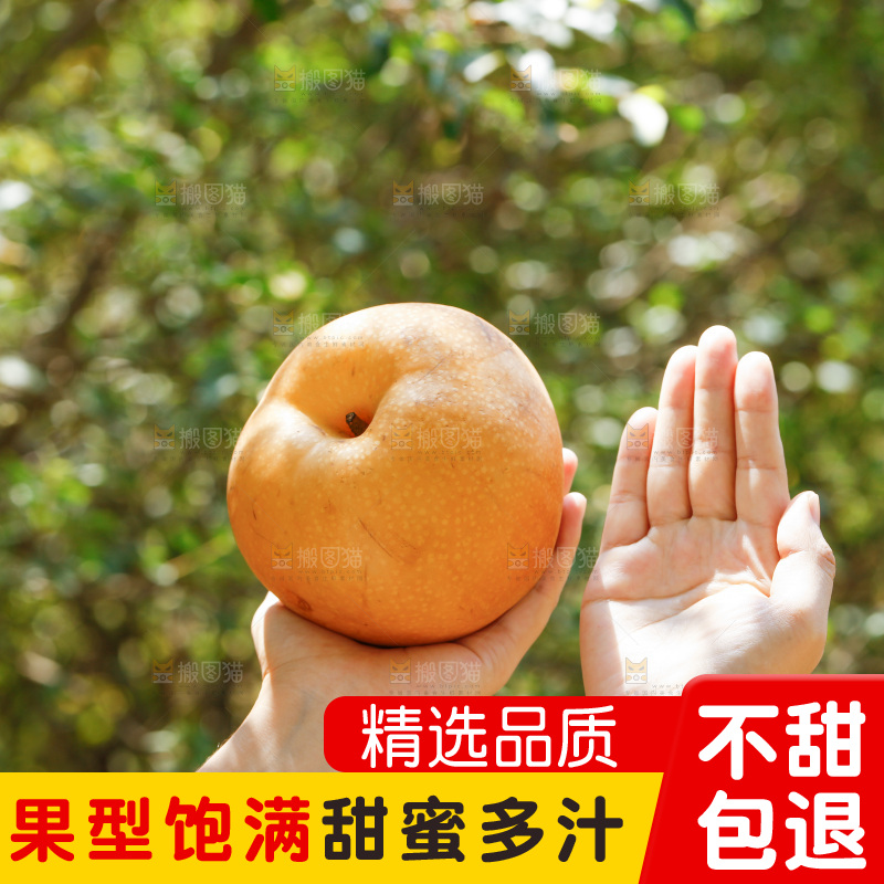手里拿着莱阳秋月梨