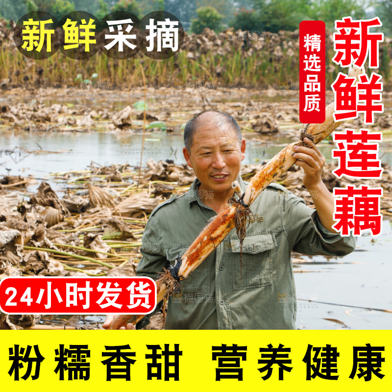 农民手里拿着莲藕