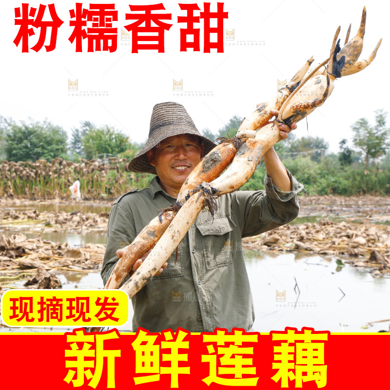 农民手里拿着莲藕