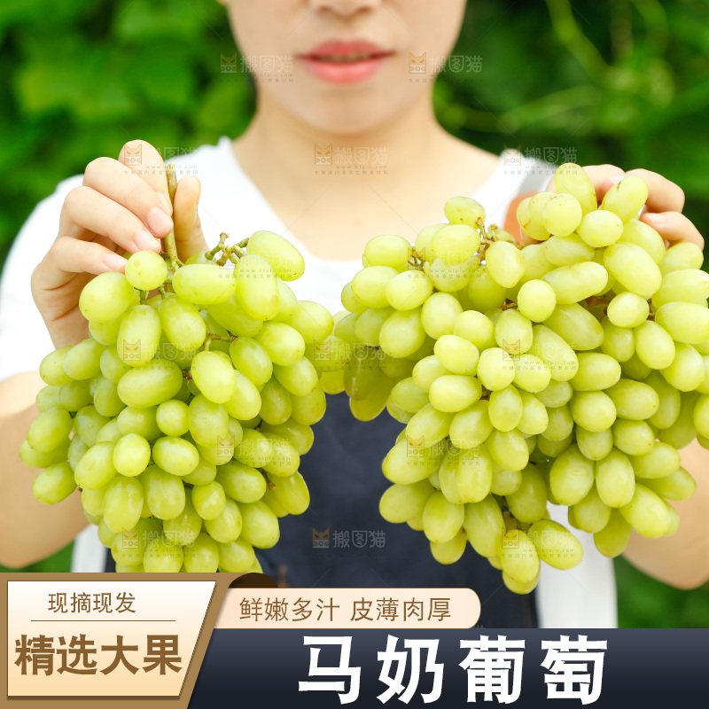 手里拿着马奶提子