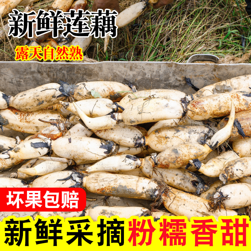 一堆新鲜莲藕