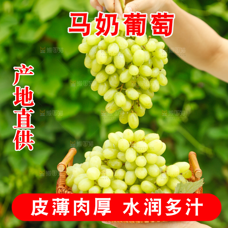 手里端着一篮新疆无核白葡萄