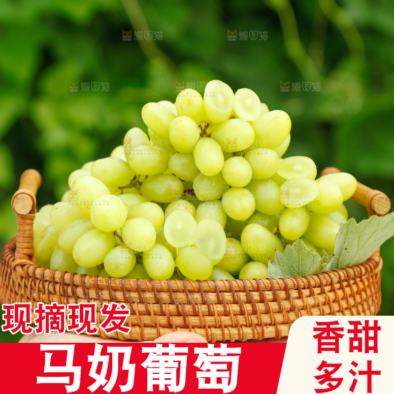 手里端着一篮新疆无核白葡萄