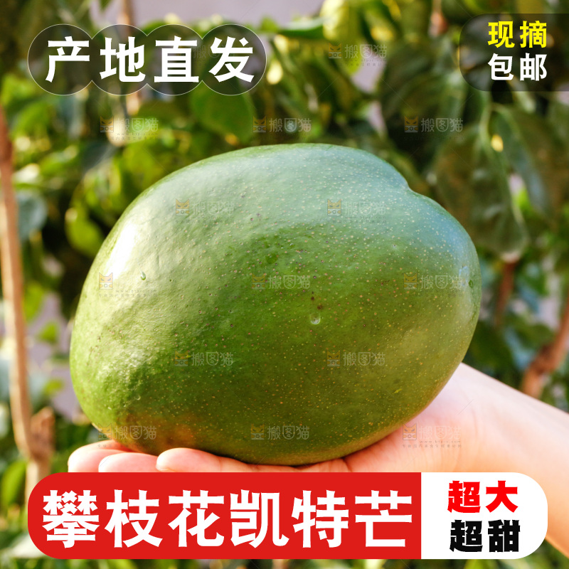 手里拿着青皮凯特芒