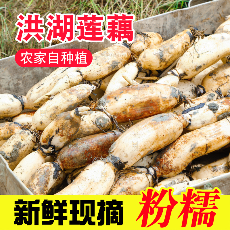 一堆洪湖粉藕