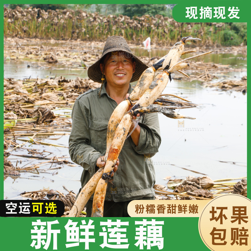 农民手里拿着莲藕