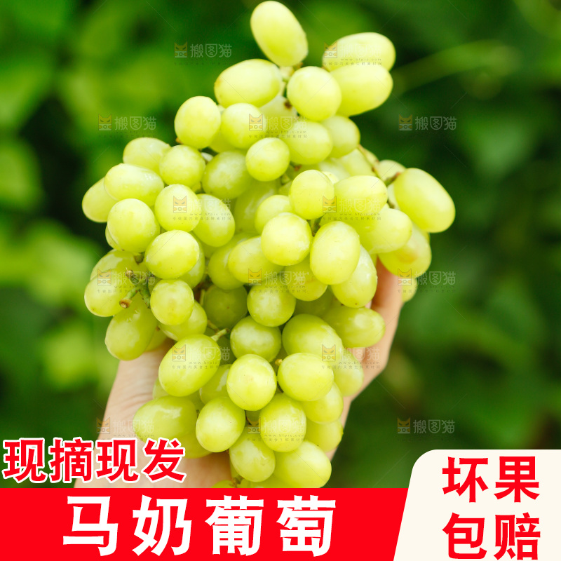 手里拿着马奶提子