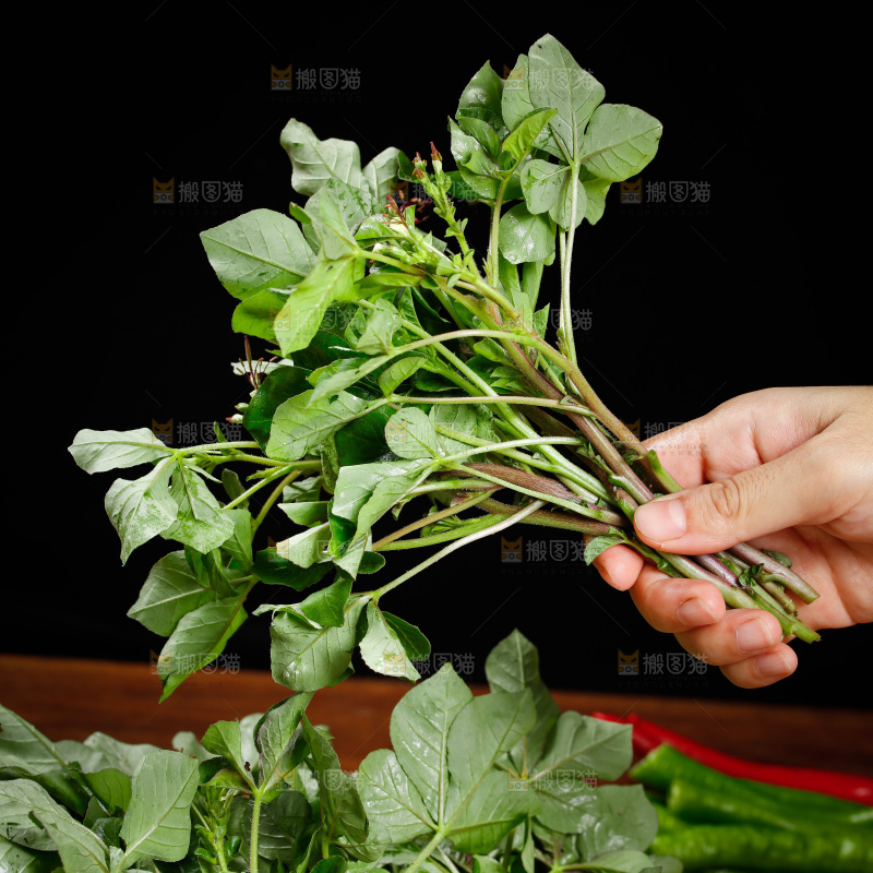 手里拿着白花菜