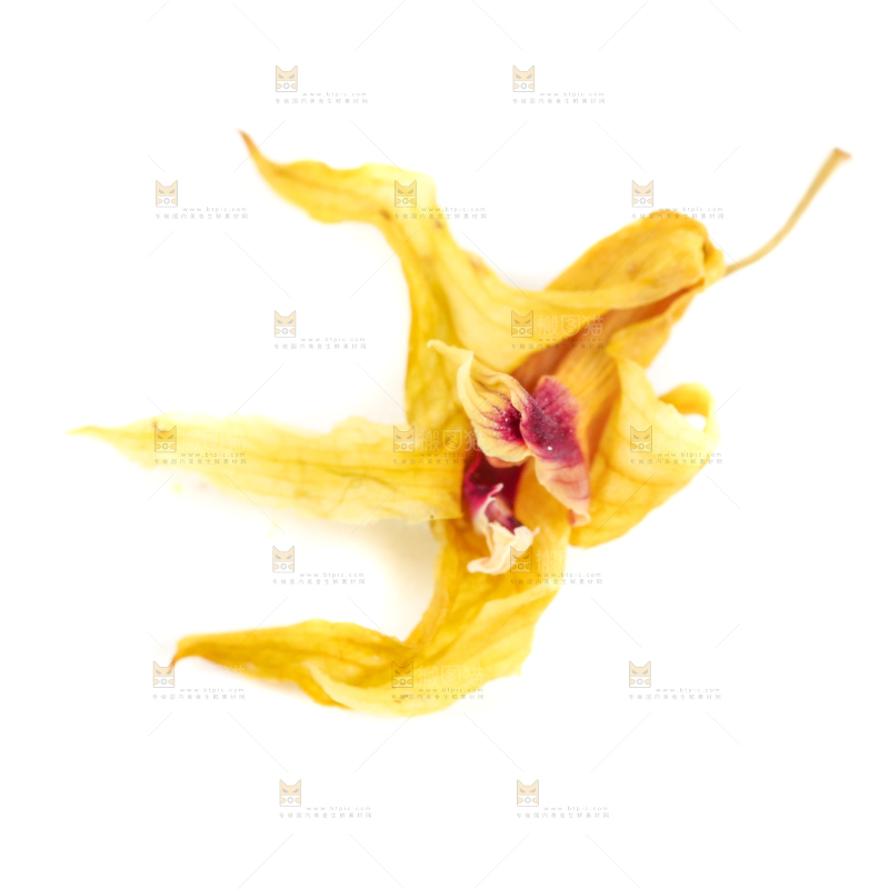 白底上的石斛花干